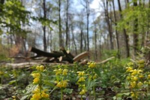 Waldspaziergang "Krefters Busch" am 22. Mai @ Gaststätte am Schulzenbusch